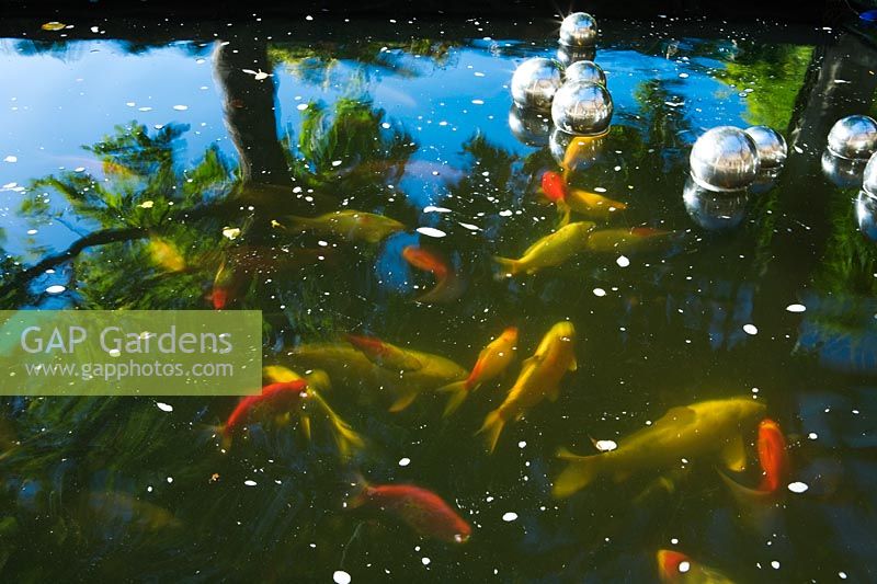 Koi Carp in pond with silver ornamental floating balls - Abbey House Garden, Wiltshire 