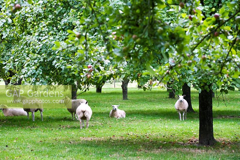Orchard with sheep - Burrow Hill Cider, Somerset