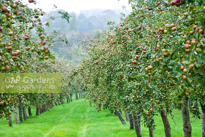 The apple orchards - Traditional cider producers, Burrow Hill Cider, Somerset 