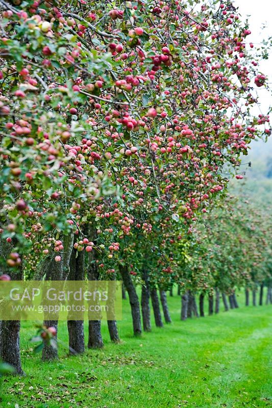 The apple orchards - Traditional cider producer, Burrow Hill Cider, Somerset, UK. 