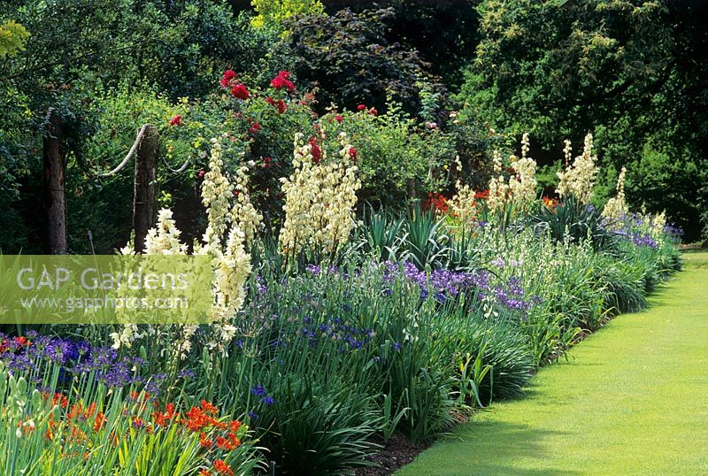 Yucca and Agapanthus in late summer border - Savill Gardens, Windsor