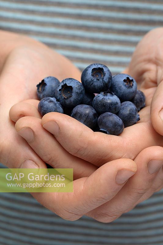 Vaccinium corymbosum 'Goldtraube' - Man holding freshly picked organic blueberries