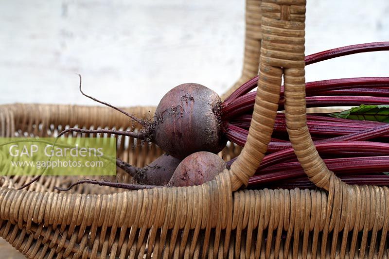 Beta vulgaris 'Bolthardy' - Freshly picked organic beetroot in a basket