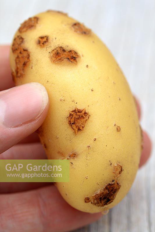 Solanum tuberosum 'Charlotte' - Organic potato with potato scab