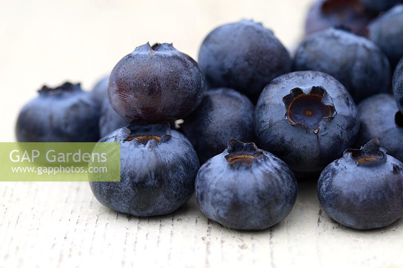 Vaccinium 'Goldtraube 71' - Freshly picked organic blueberries
