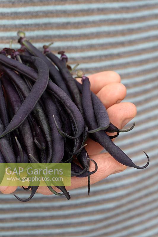 Phaseolus vulgaris 'Purple Queen' - Man holding bunch of freshly picked organic French beans
