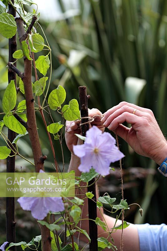 Man tying in Clematis 'Blue Angel' onto rustic pole teepee