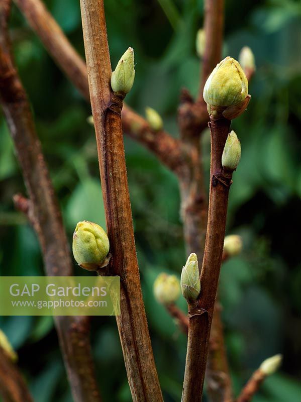 Cecidophyopsis ribis - Gall mite - Big buds on blackcurrant
