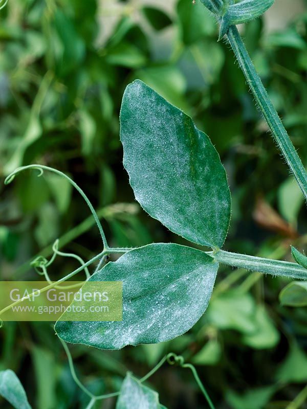 Powdery mildew symptoms on Lathyrus - Sweet pea 