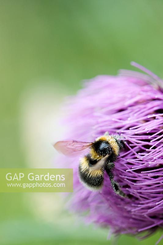 Bumble bee feeding on a Onopopordum acanthium - Cotton thistle covered in pollen