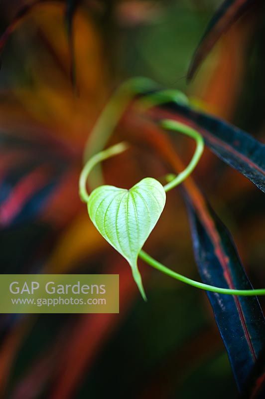 Heart shaped vine leaf
