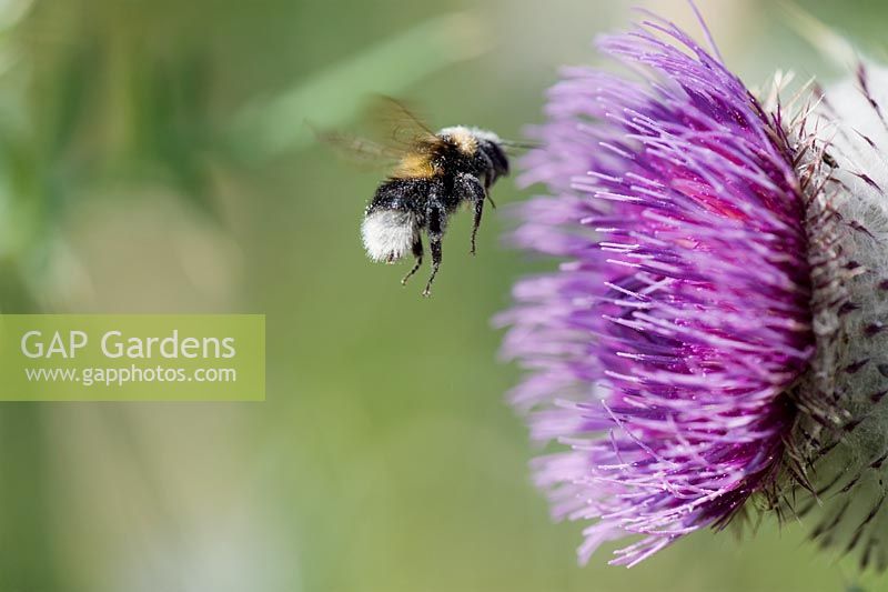 Bumble bee covered in pollen flying towards Onopordum acanthium  - Cotton thistle