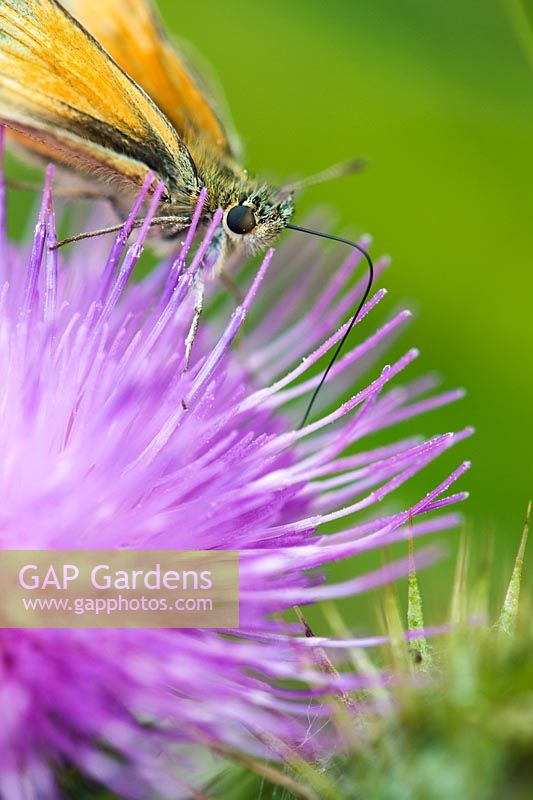 Thymelicus sylvestris - Small Skipper butterfly nectaring on Onopordum acanthium - Cotton Thistle 