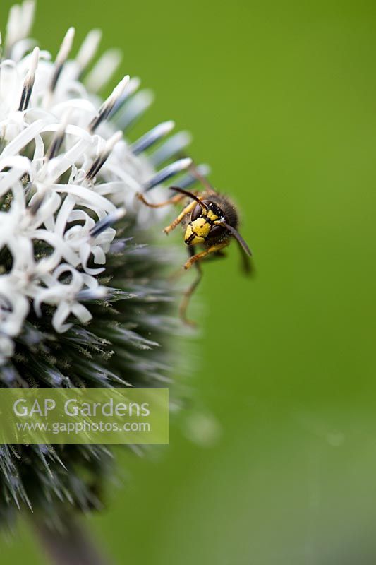 Vespula vulgaris - Wasp feeding on Echinops spaerocephalus