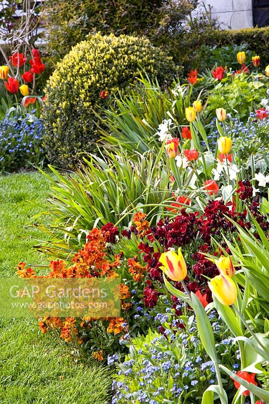 Spring bed - Narcissus 'Ice Wings', Tulipa 'Greigii', Tulipa 'Red Riding Hood', Tulipa 'Washington', Tulipa 'Princesse Charmante' and Cheiranthus