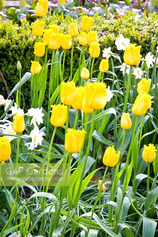 Tulipa 'Fringed Golden Apeldoorn'