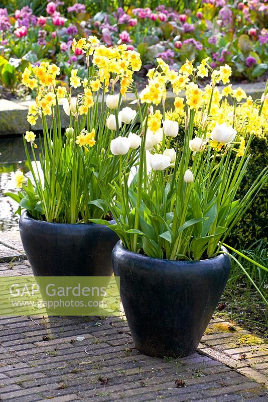 Narcissus jonquilla 'Golden Dawn' and  Tulipa 'Mount Tacoma' in black ceramic pots