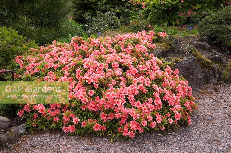 Rhododendron indicum, The Edinburgh Botanical Gardens, Scotland