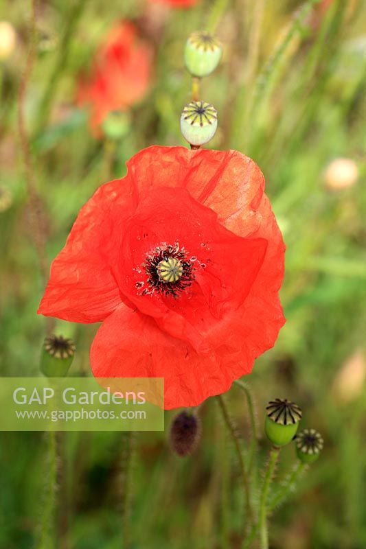 Papaver rhoeas - Field Poppy