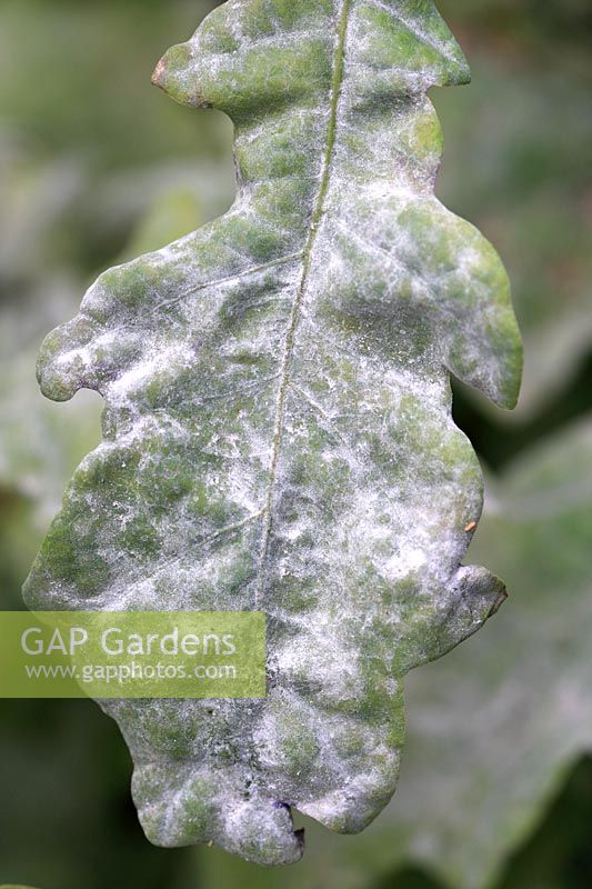 Microsphaera alphitodes - Oak powdery mildew  showing closeup of infected leaf