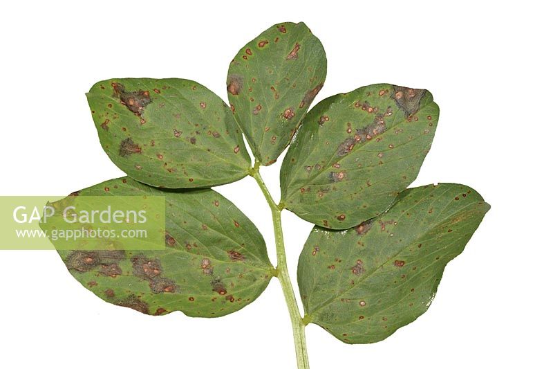 Secondary bacterial or fungal infection on broad bean leaf showing chocolate spot on upper leaf surface
