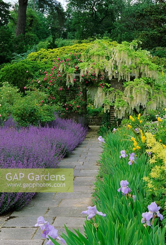Path leading to pergola covered with Wisteria and Rosa. Borders with Nepeta and  Iris - Gravetye Manor, Sussex