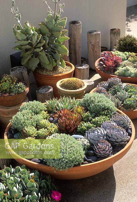 Shallow bowl with low growing drought tolerant succulents with stone gravel mulch 
- Montecito, California, USA