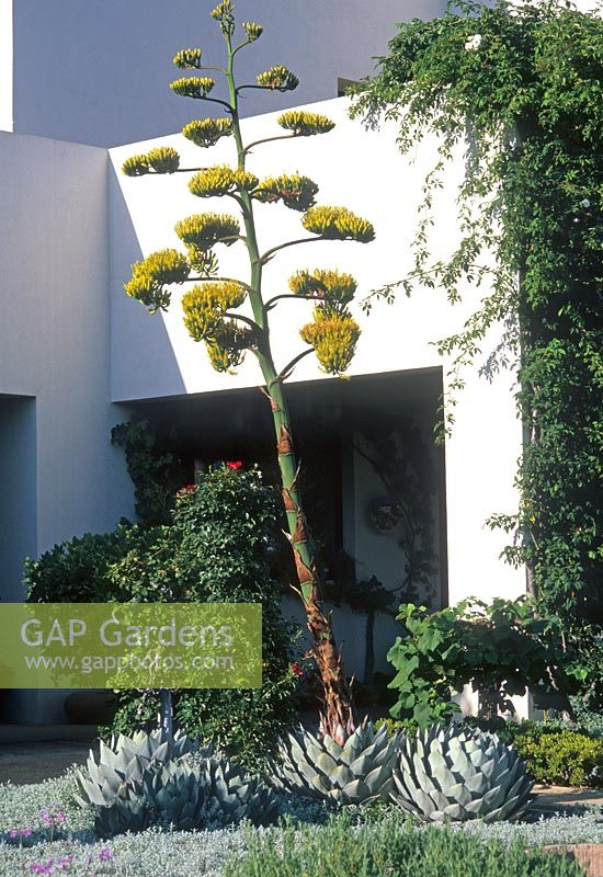Agave parryi in modern garden - Montecito, California, USA 