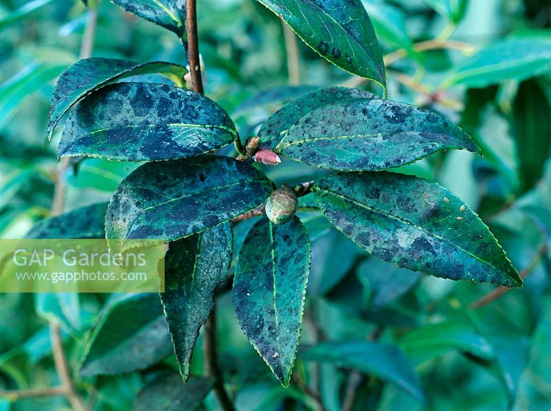 Cladosporium sp - Sooty mould on Camellia 