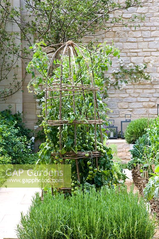 Tomato climbing up willow wigwam - 'Summer Solstice' Garden, Sponsor - Daylesford Organics - RHS Chelsea Flower Show 2008 