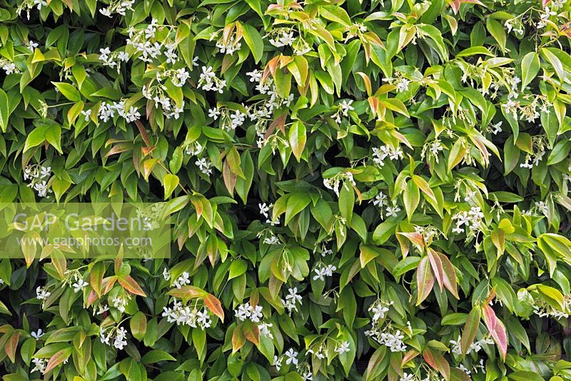Trachelospermum jasminoides AGM - Confederate jasmine or Star jasmine