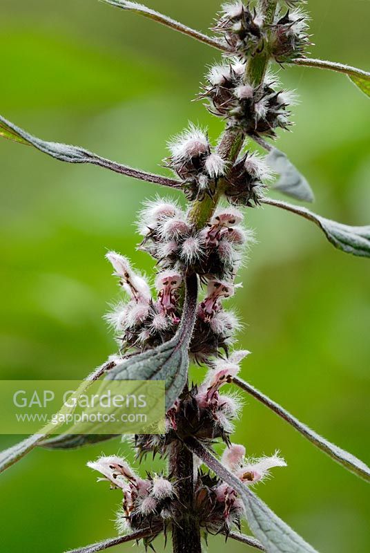 Leonorus cardiaca - Motherwort flower