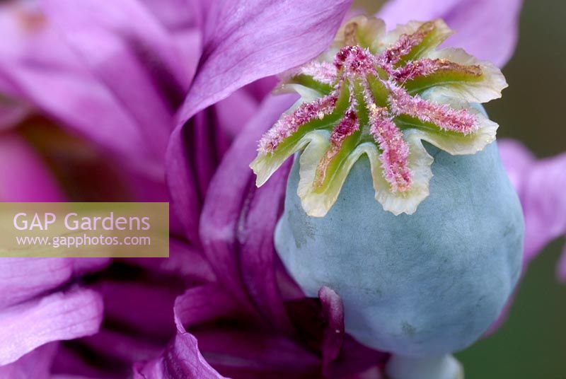 Papaver somniferum - Opium Poppy seedhead