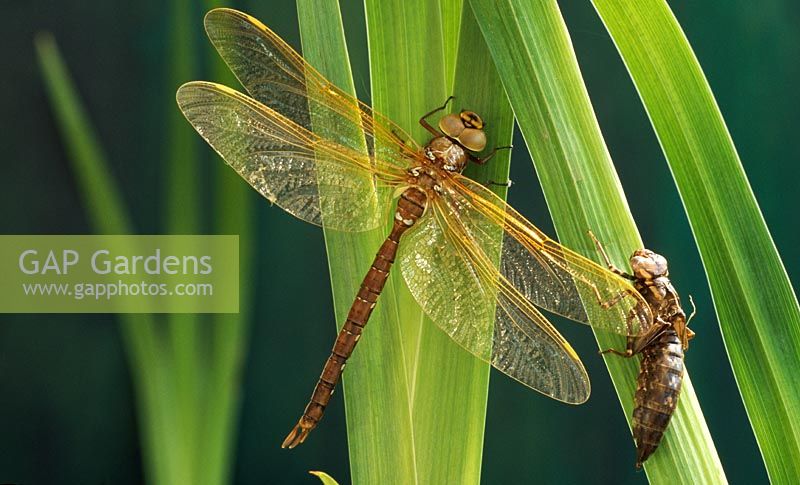 Aeshna grandis - Brown Hawker dragonfly- with exuvia
