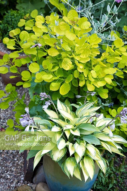 Close up of attractive foliageof Hosta Tardiana Paradise Joyce cream/yellow leaves with dark green margins planted in pots on gravel area with Cotinus greeny/yellow leaves at Coley Cottage, Staffordshire