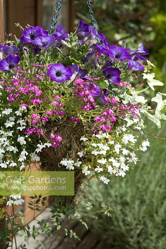 Petunia surfinias with Pink and White trailing Lobelia in hanging basket 