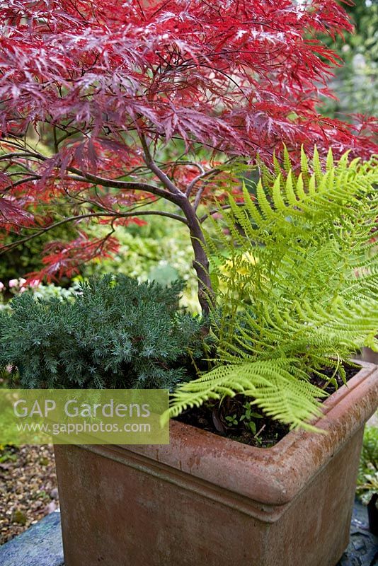 Large square terracotta container planted with Acer dissectum, Fern and dwarf conifer Primary colour combinatrion of Red Green Blue