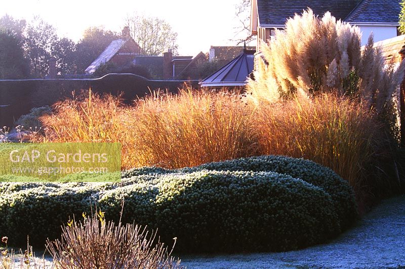 Frosty border with pampas grass, grasses and Hebe in garden designed by Duncan Heather 