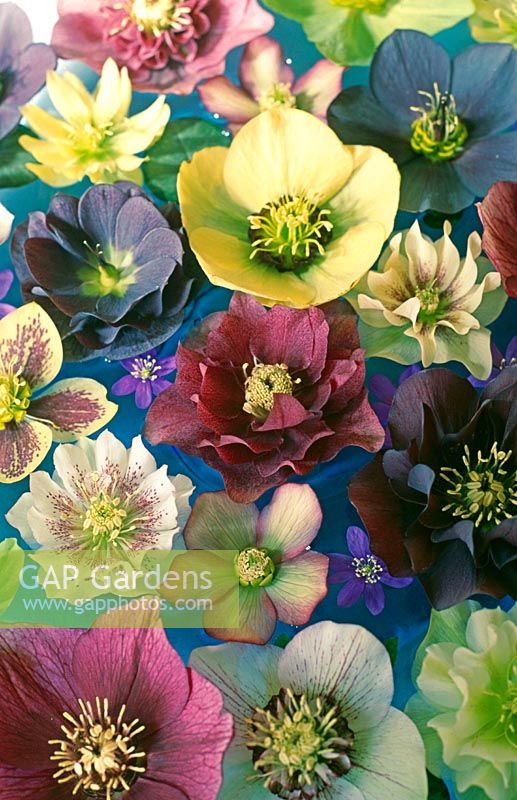 Hellebores floating in dish of water 