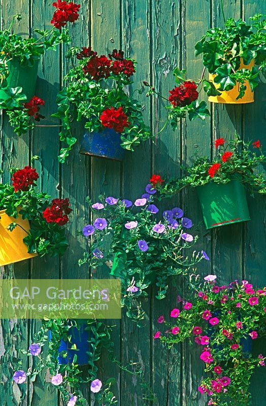 Painted tins with Geraniums, Petunias and Convolvulus hung on painted wood