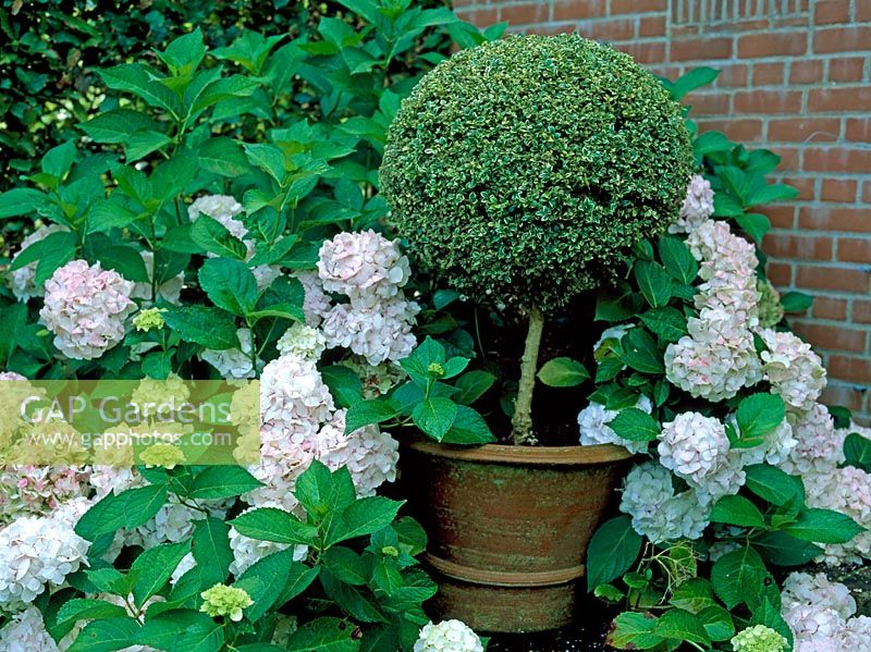 Clipped topiary tree in container surrounded by Hydrangea - East Ruston Old Vicarage, Norfolk