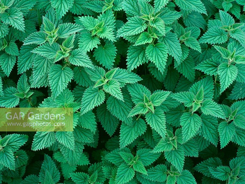 Urtica dioica - Common nettles