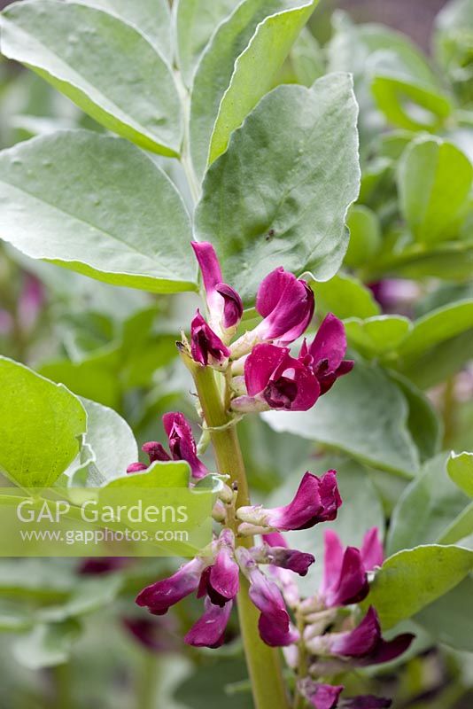 Vicia faba - Purple flowered Broad Bean