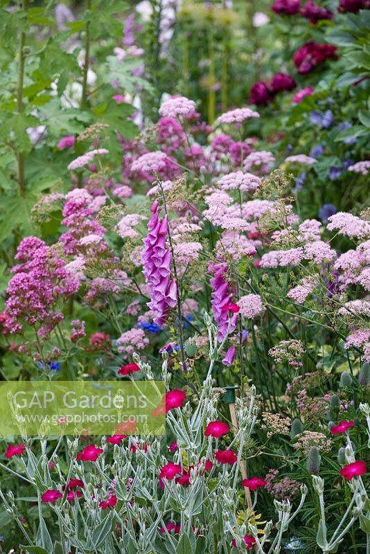 Pink cottage garden style planting with  Digitalis, Lychnis coronaria and Centranthus, Pimpinella - White Barn