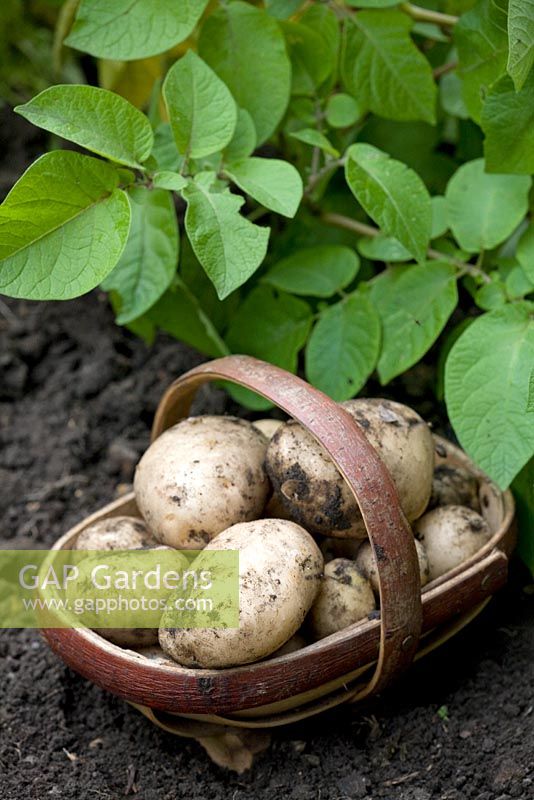 Potato 'Pentland Javelin' - First Early potatoes