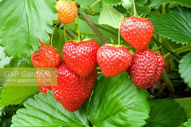 Fragaria 'Alice' - Strawberries 
