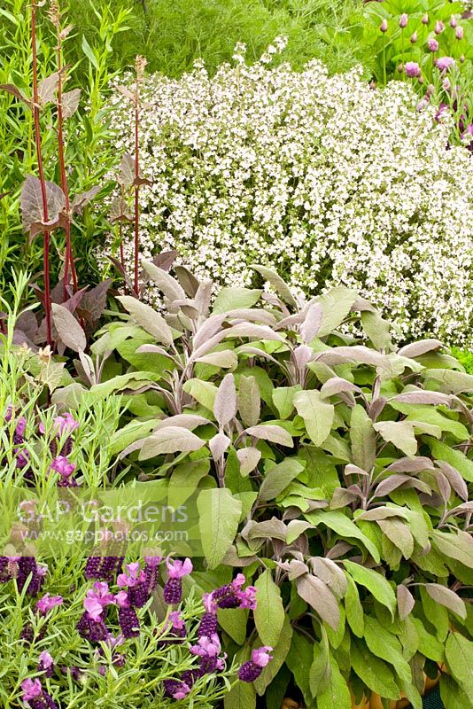 Mixed herbs including Thymus, Salvia officinalis and Lavandula stoechas 'Devonshire Compact'