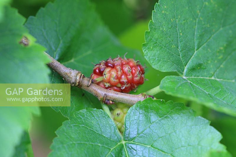 Morus - Mulberry close up of ripening fruit