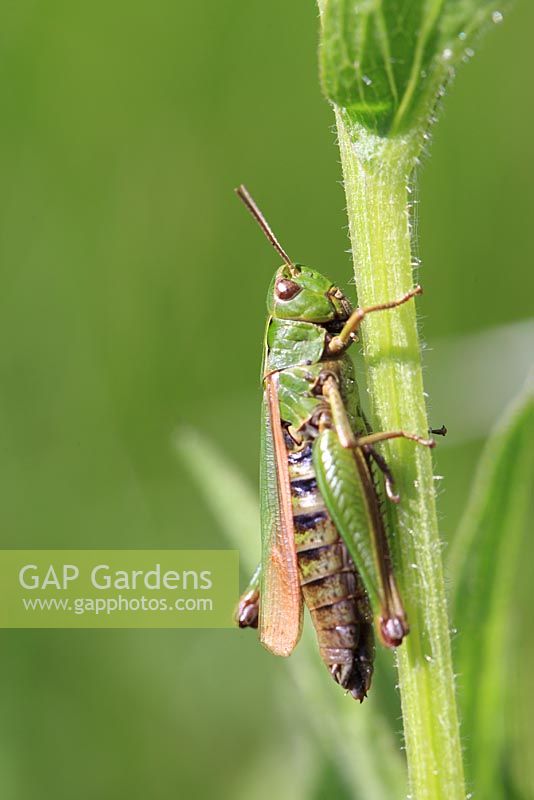 Omocestus viridulus - Common green grasshopper resting on plant stalk side view