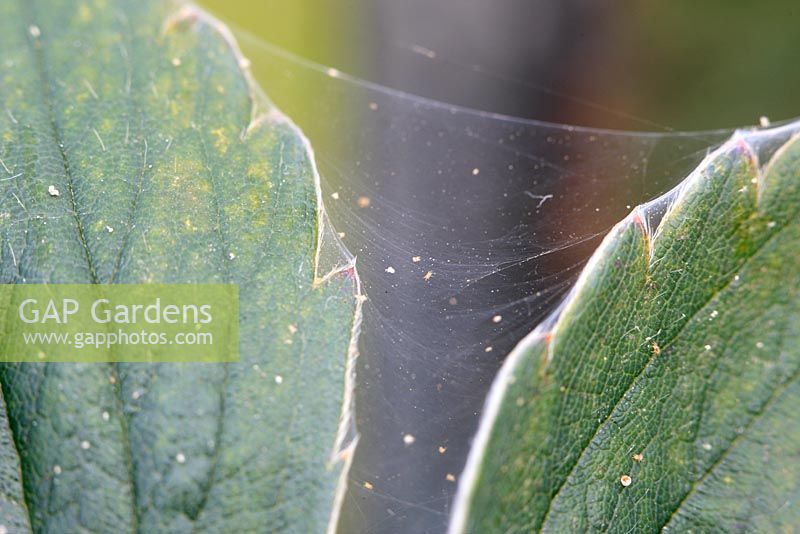 Tetranychus urticae - Glasshouse red spider mite showing webbing on strawberry leaves